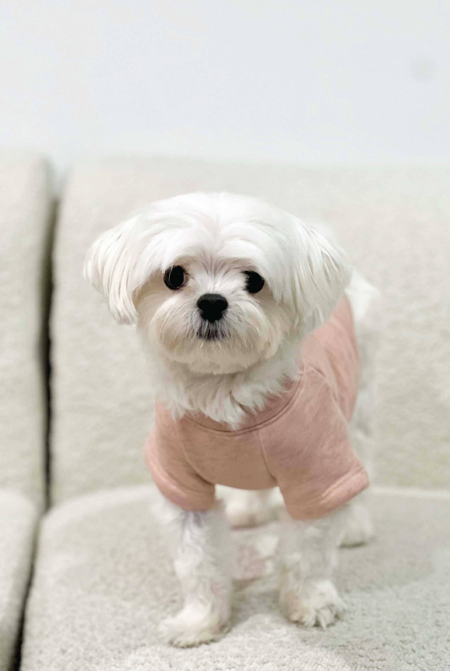 GAME DAY Pet Graphic Sweatshirt: DUSTY SAGE