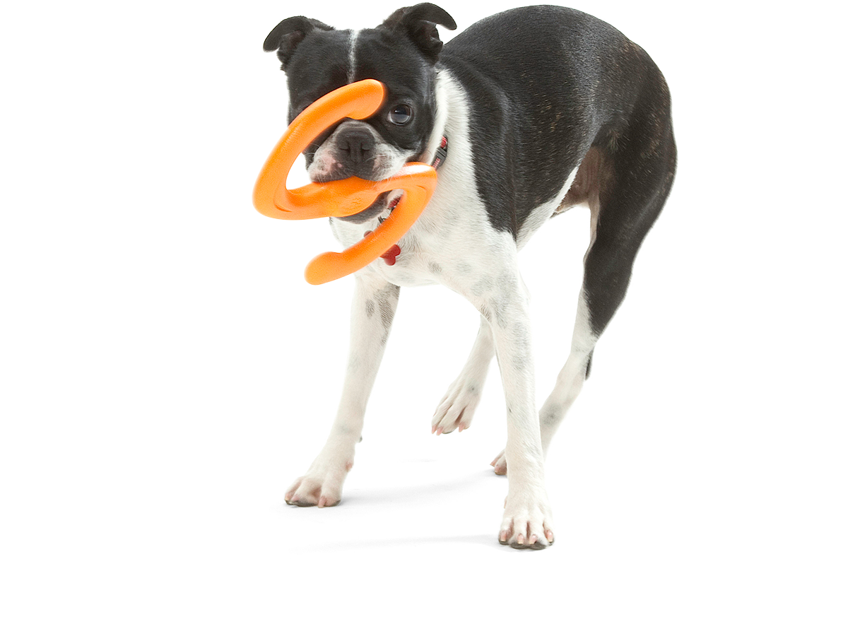 Bumi® Dog Toy for Chew, Tug, and Fetch: Small
