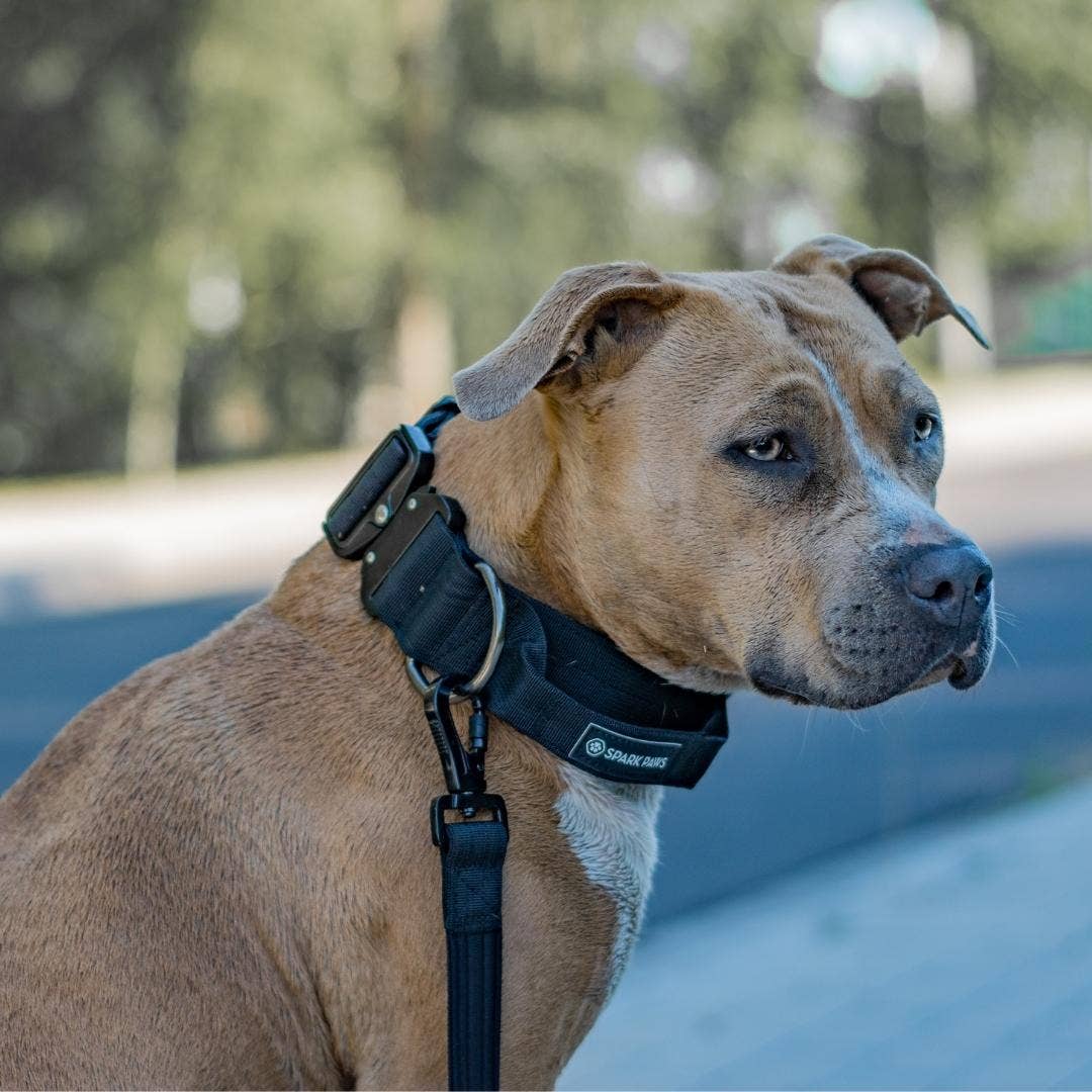 Tactical Dog Collar - Black (2"/5cm)