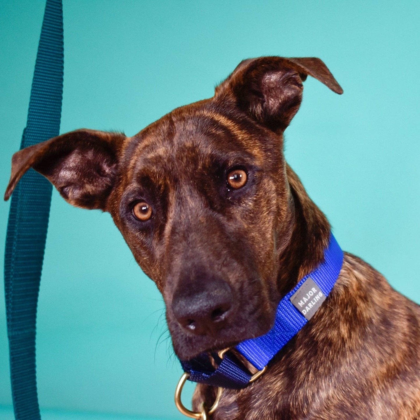 Martingale Collar / Cobalt + Navy: Large