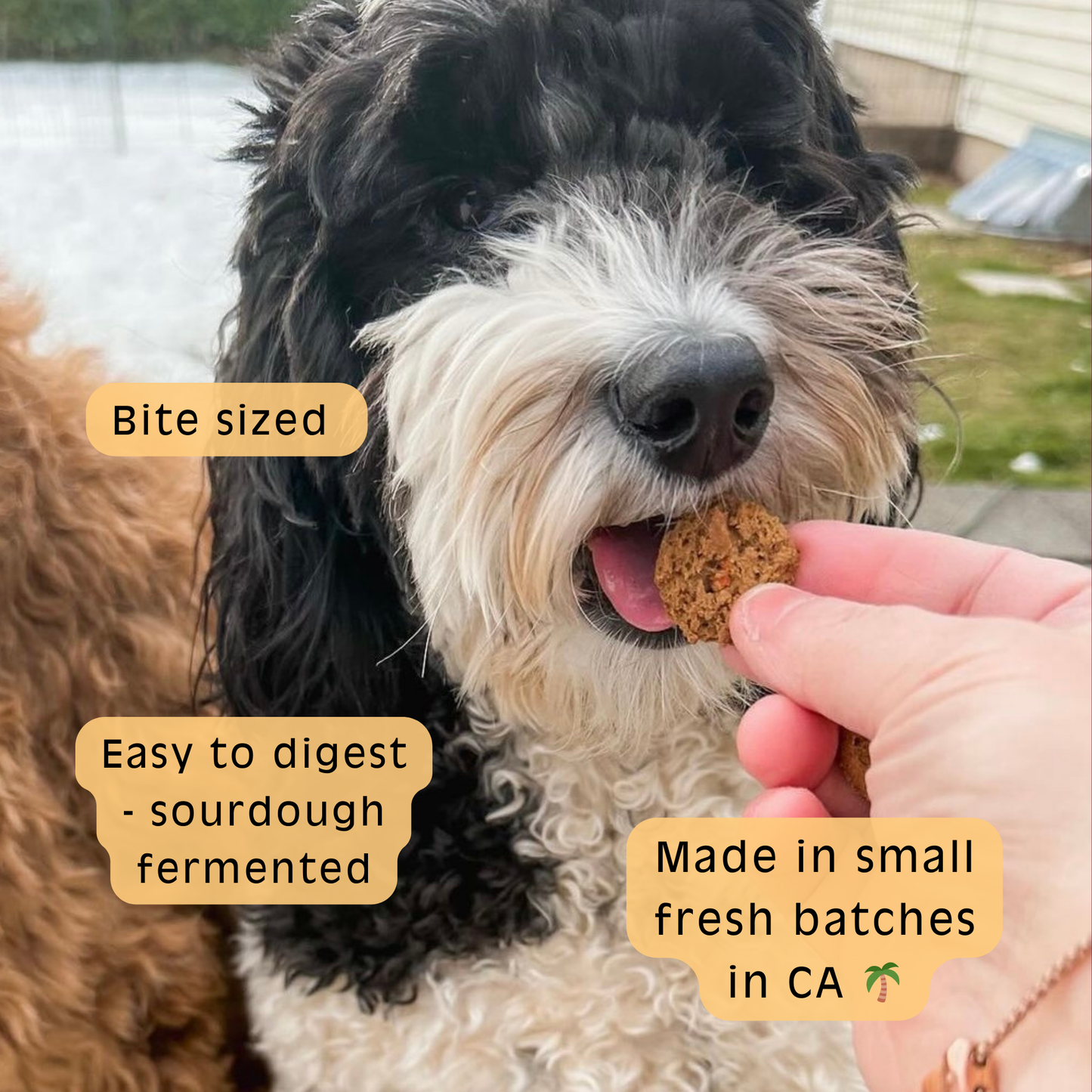 Crunch Munch - Apple & Carrot Sourdough Dog Treats