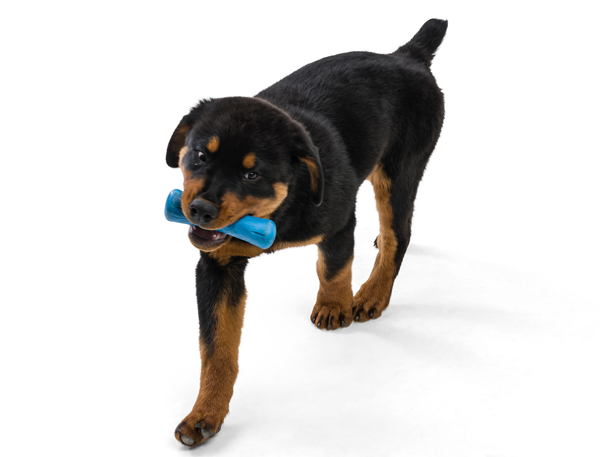 Drifty® Dog Toy for Chew, and Fetch: Small / Hibiscus