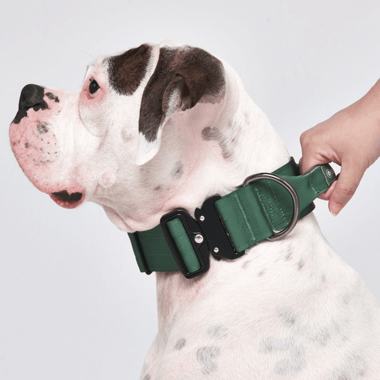 Tactical Dog Collar - Army Green (2"/5cm): S