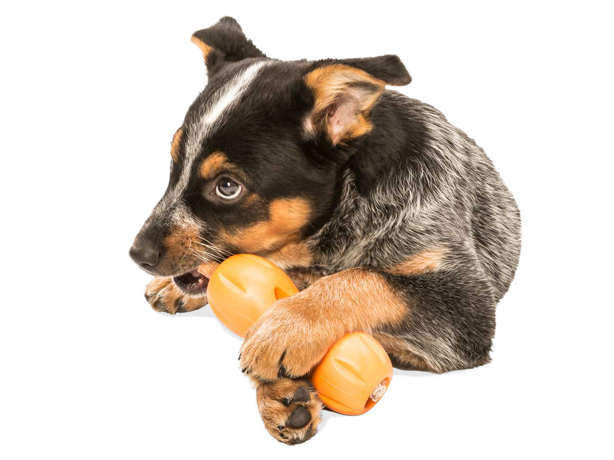 West Paw Quizl