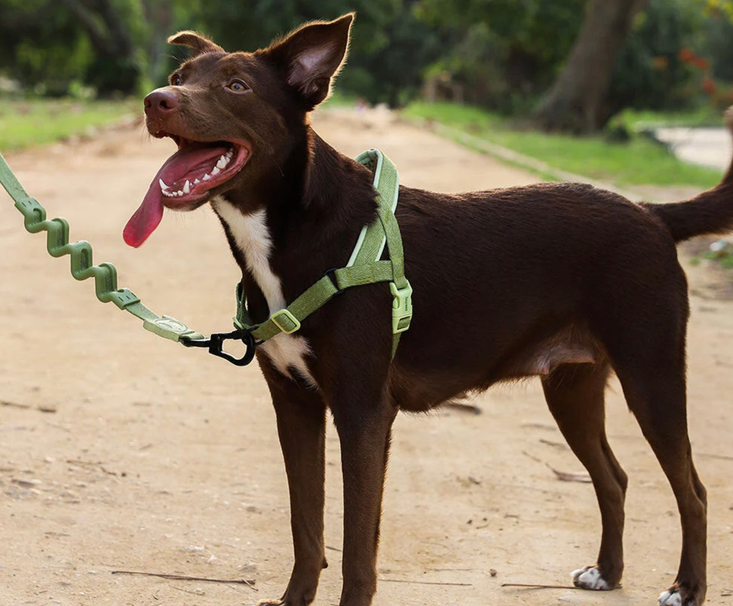 Zee Dog Moss Ruff Leash