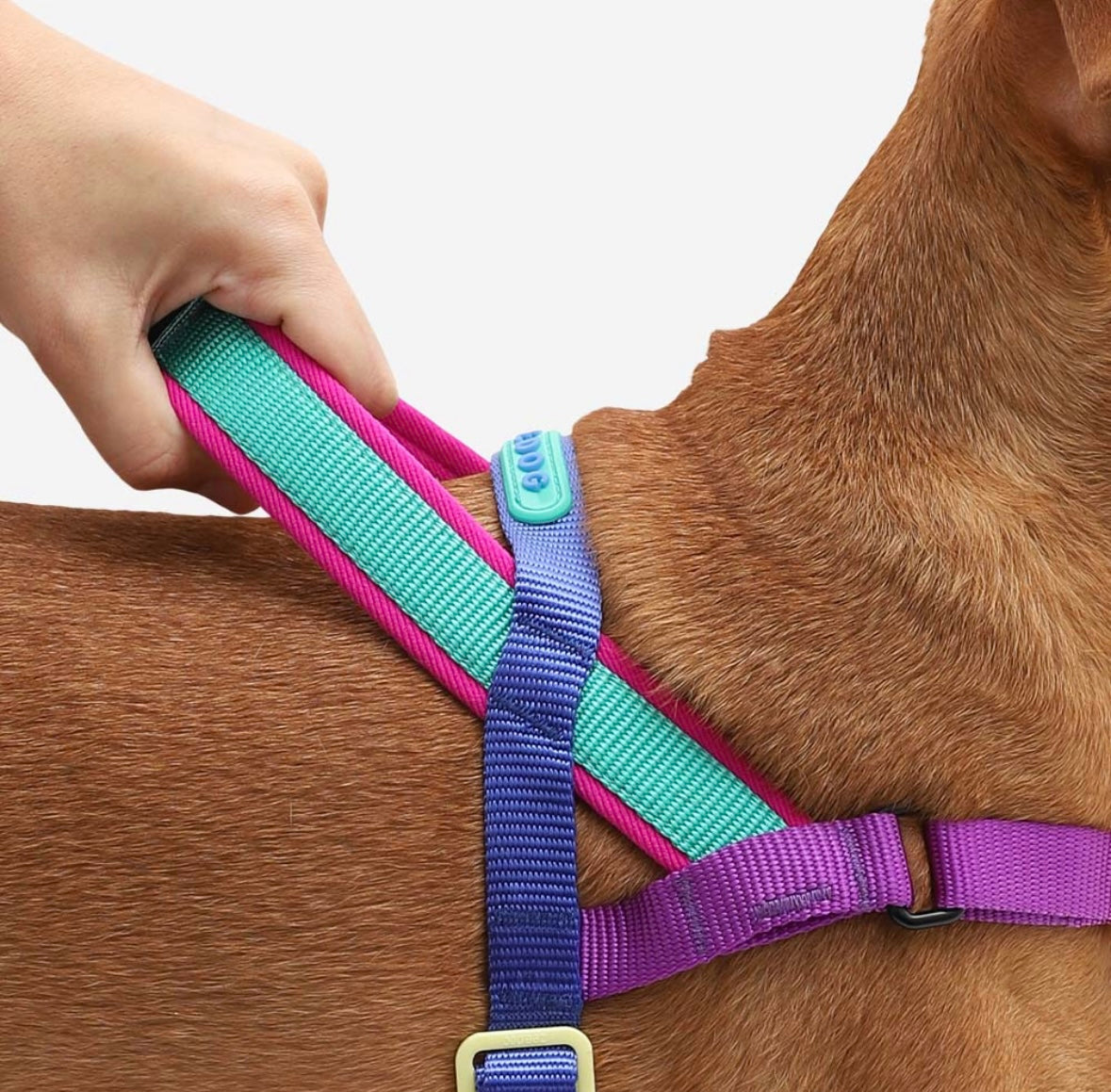 Shockwave | SofterWalk Harness
