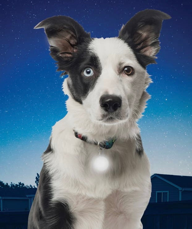 Nite Ize Spotlit Collar Light - White
