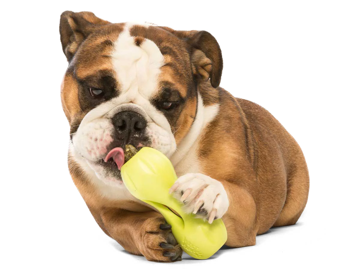 West Paw Quizl