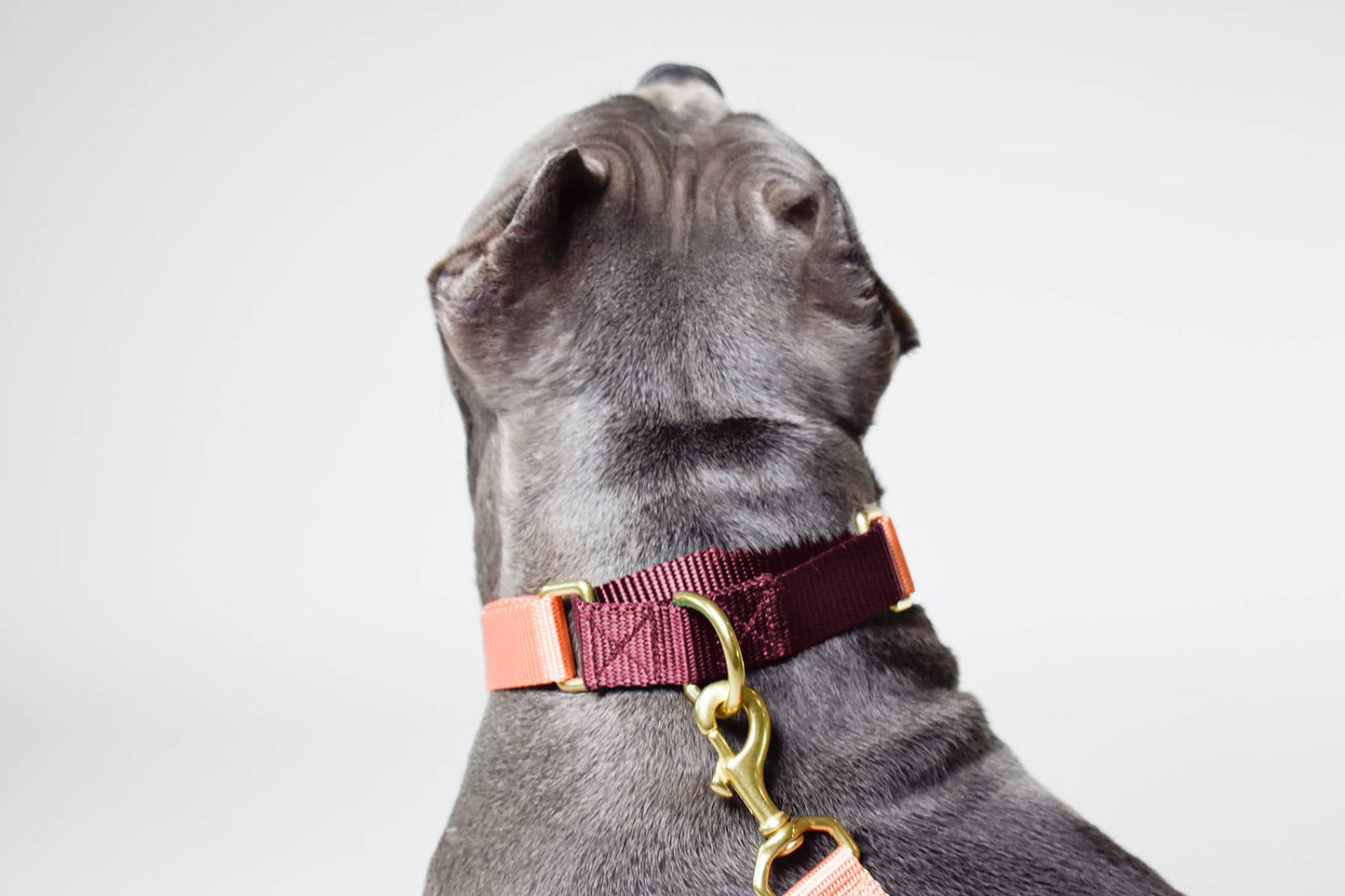 Peach with Merlot Martingale Collar