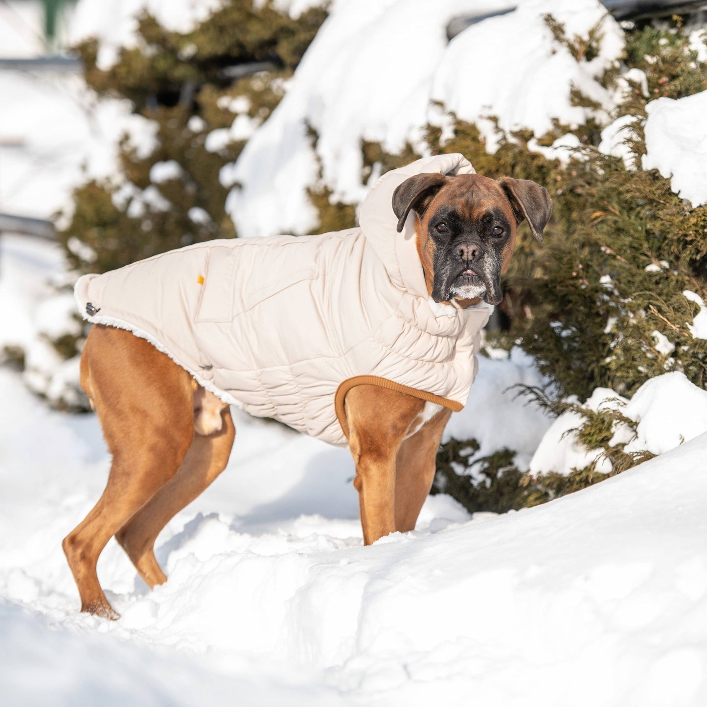 Arctic Parka - Sand: M