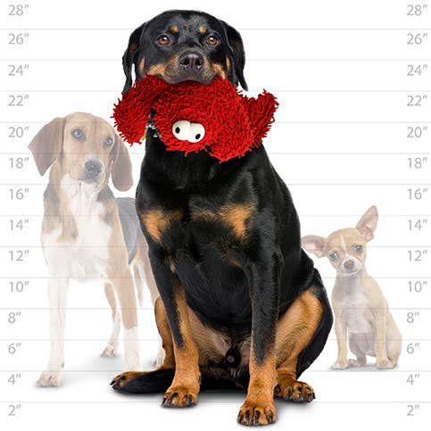 Mighty Microfiber Ball Lobster, Durable, Squeaky Dog Toy- Medium