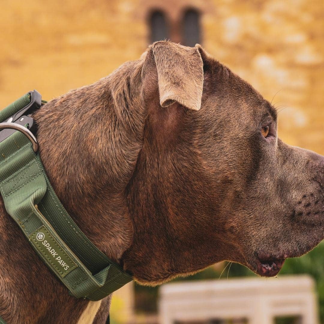 Tactical Dog Collar - Army Green (2"/5cm): S