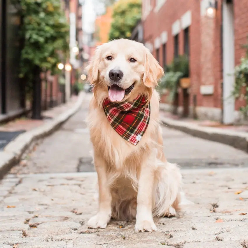 Highland Plaid Flannel Dog Bandana