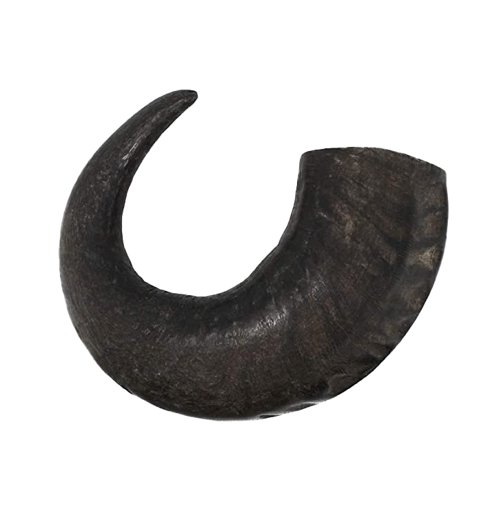 Premium Water Buffalo Horns - Large