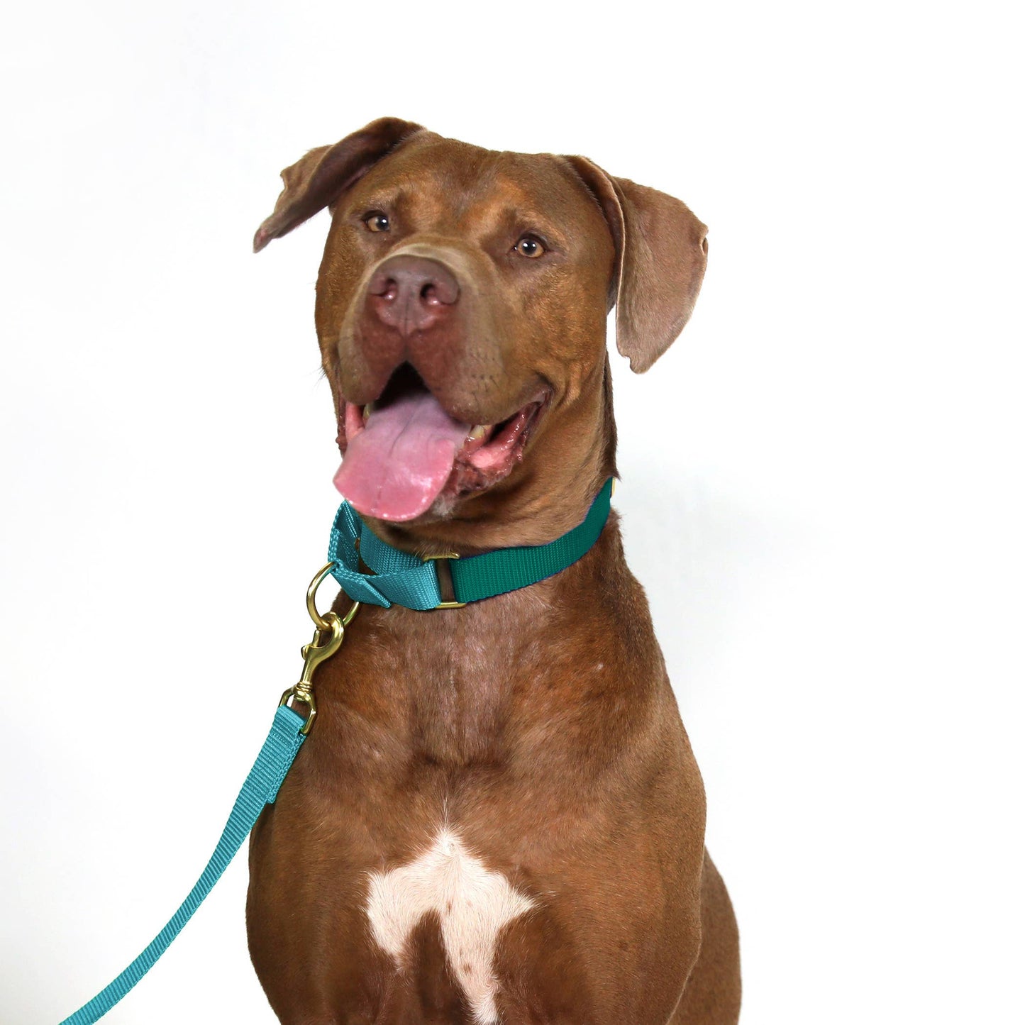 Teal with Bluebell Martingale Collar