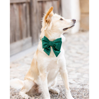 Forest Green Velvet Holiday Lady Dog Bow: