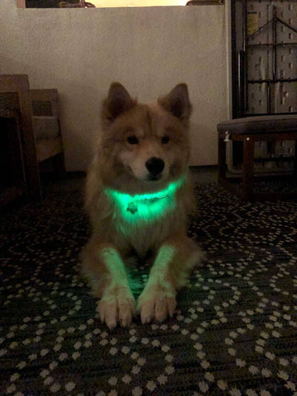 LED Dog Collar: Green