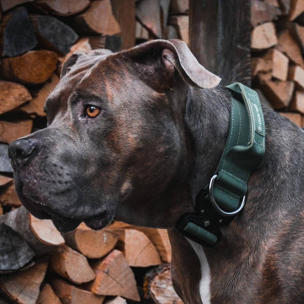 Tactical Dog Collar - Army Green (2"/5cm): S