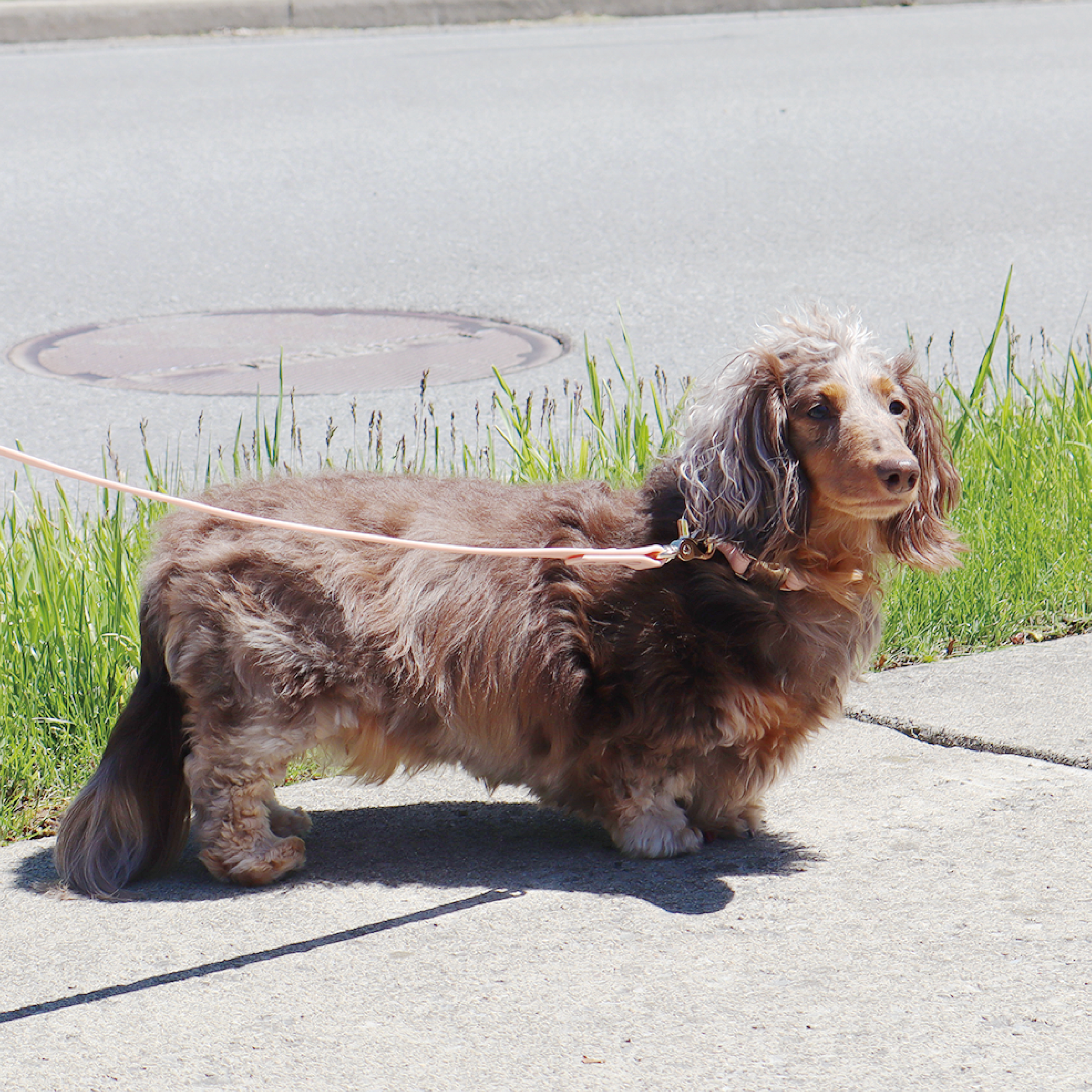 Waterproof Dog Collar | Navy