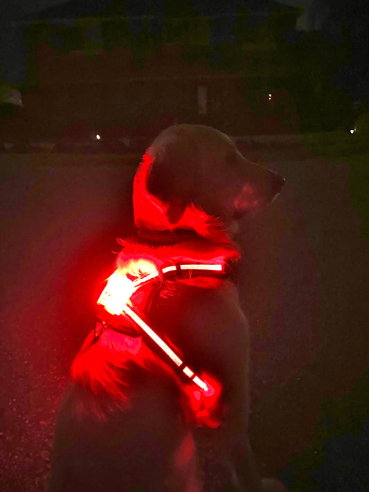 LED Dog Harness