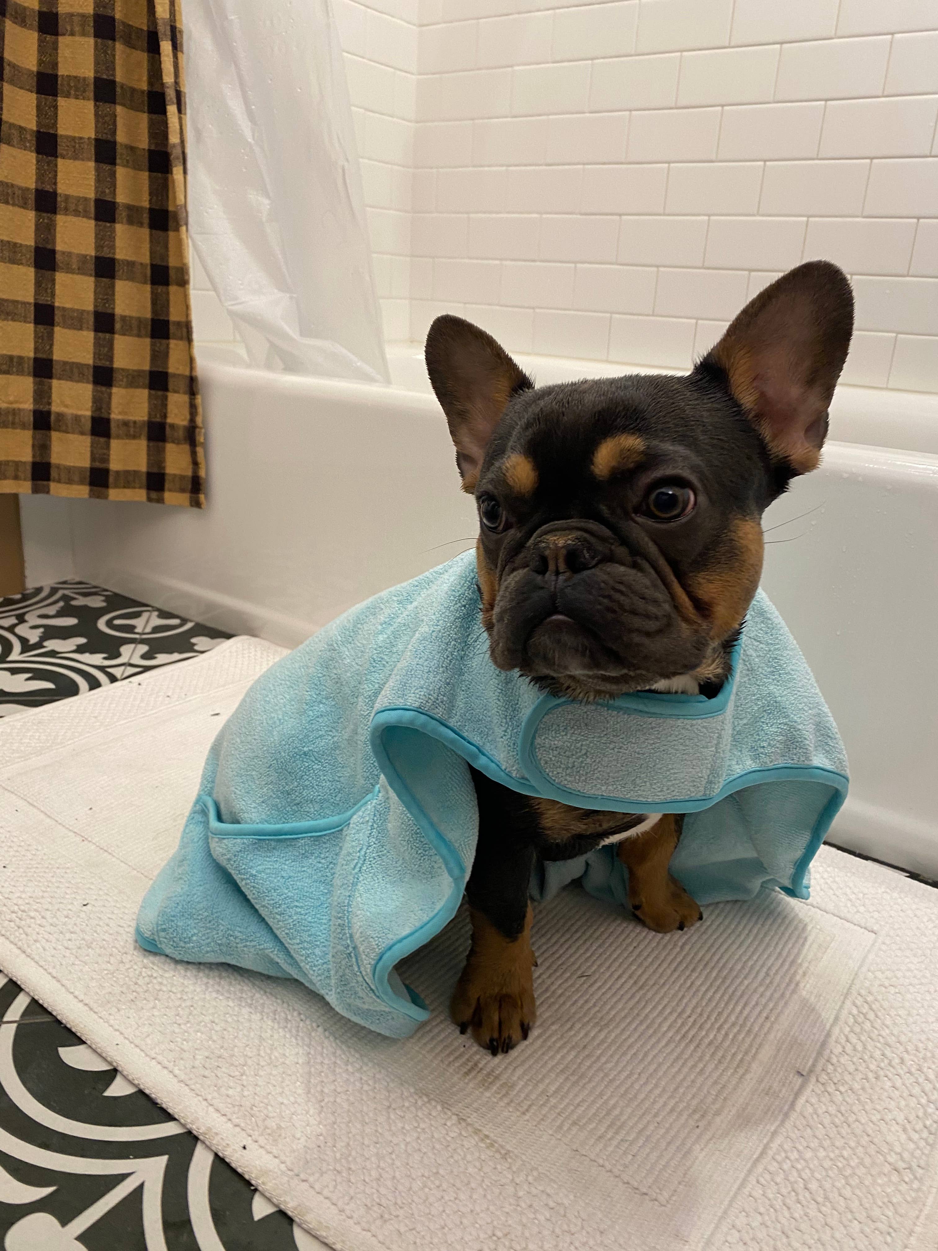 Aqua Absorbent Cape Dog Towel