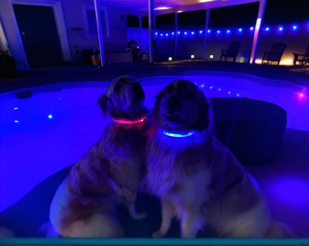 LED Dog Collar: Blue / Small