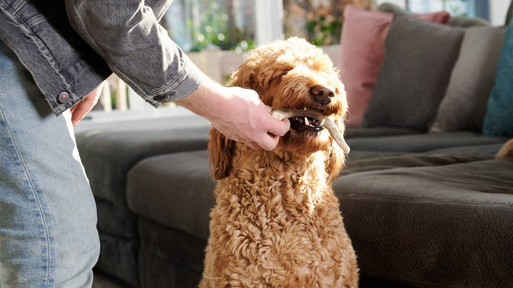 Elk Antler (Medium) - Split: Single