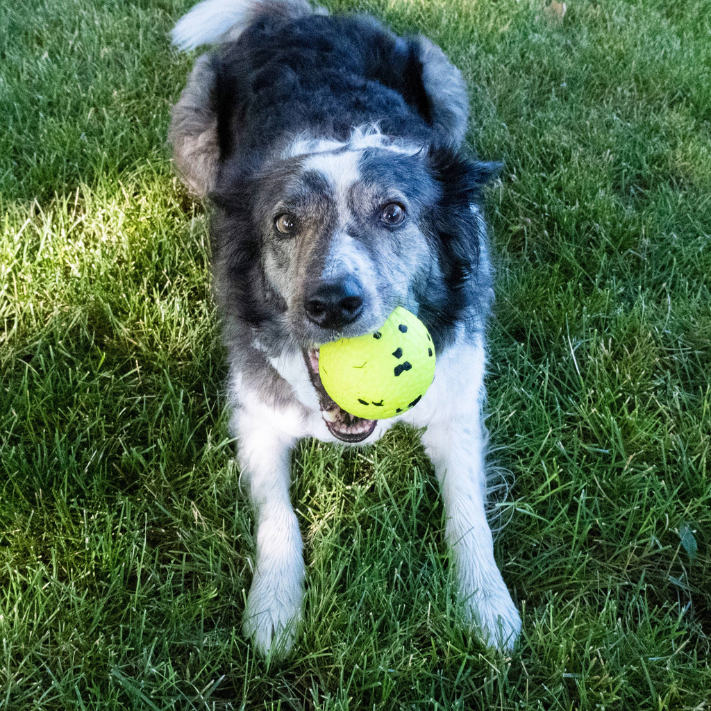 KONG® Reflex Ball Dog Fetch Toy Medium