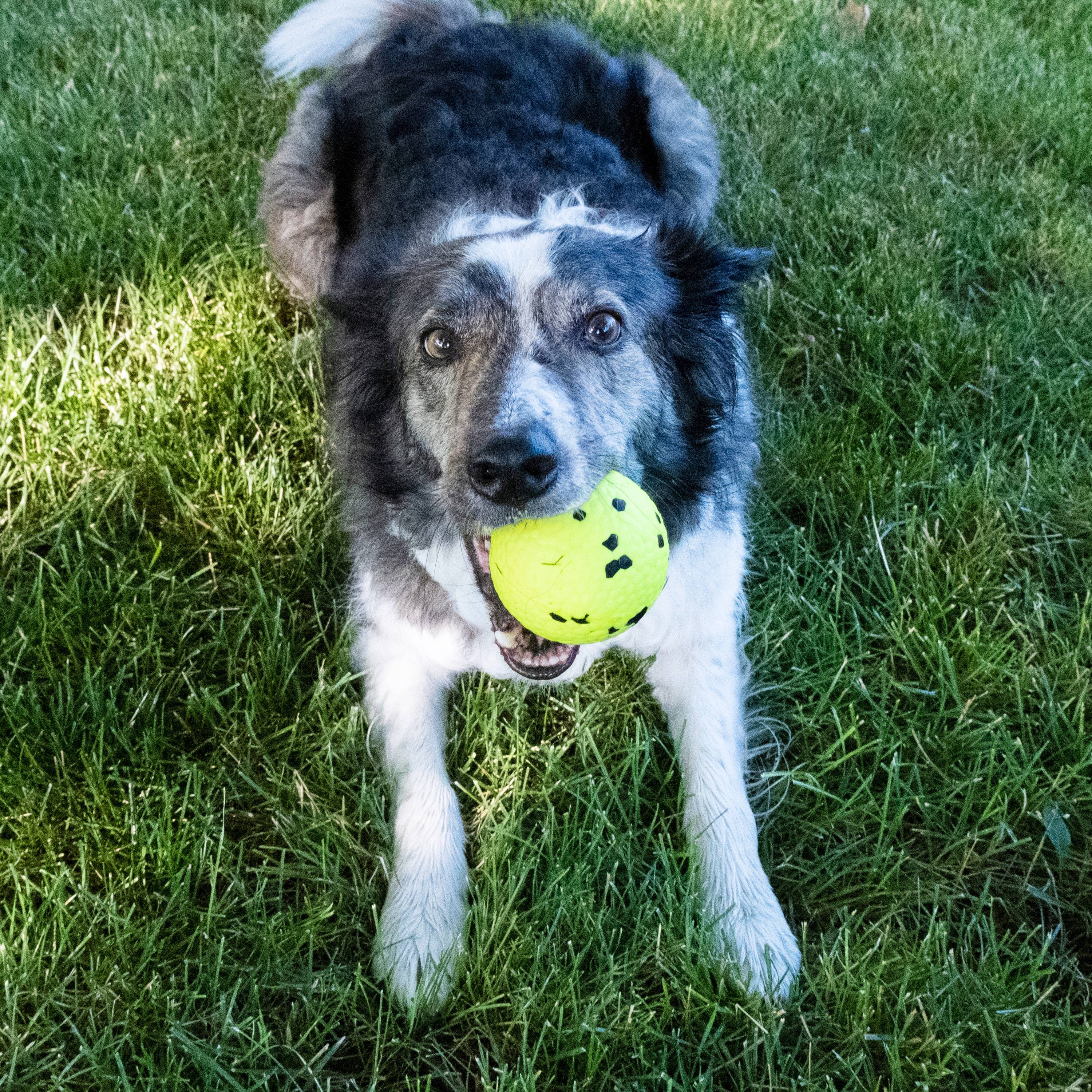 KONG® Reflex Ball Dog Fetch Toy Medium