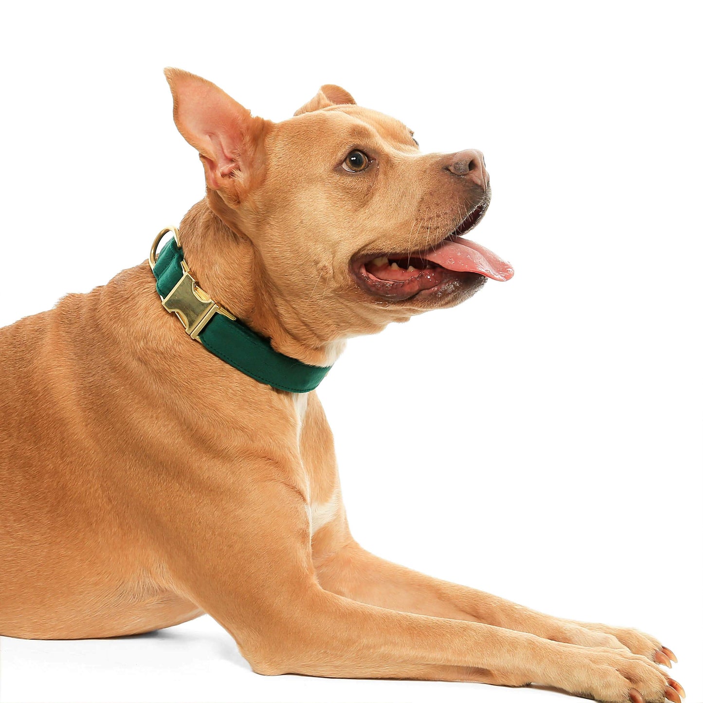 Forest Green Velvet Holiday Dog Bow Tie