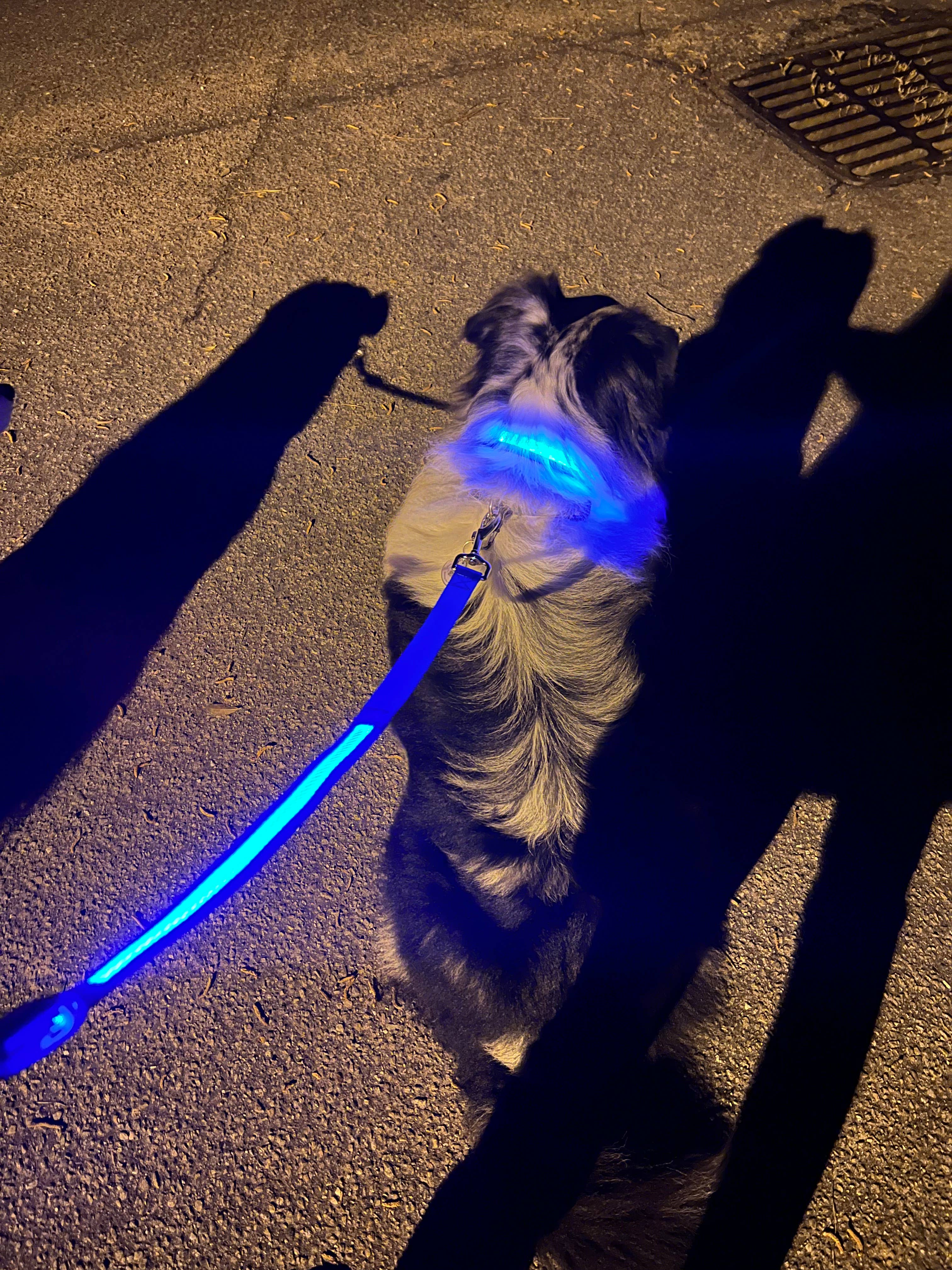 Light Up LED Dog Leash: Green