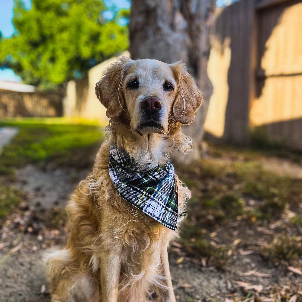 Colden Snap on Bandana