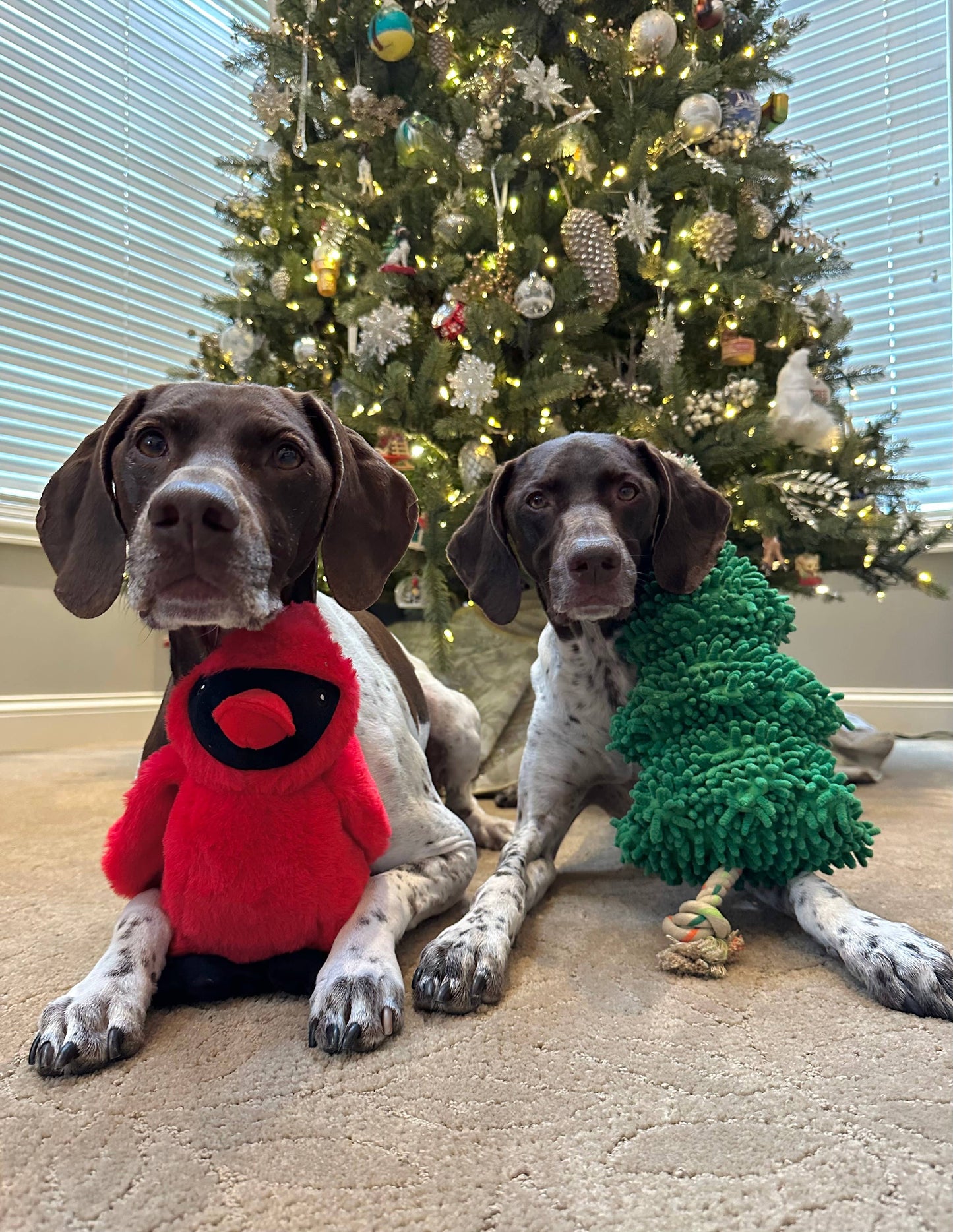 Evergreen Squeaker Tug Dog Toy