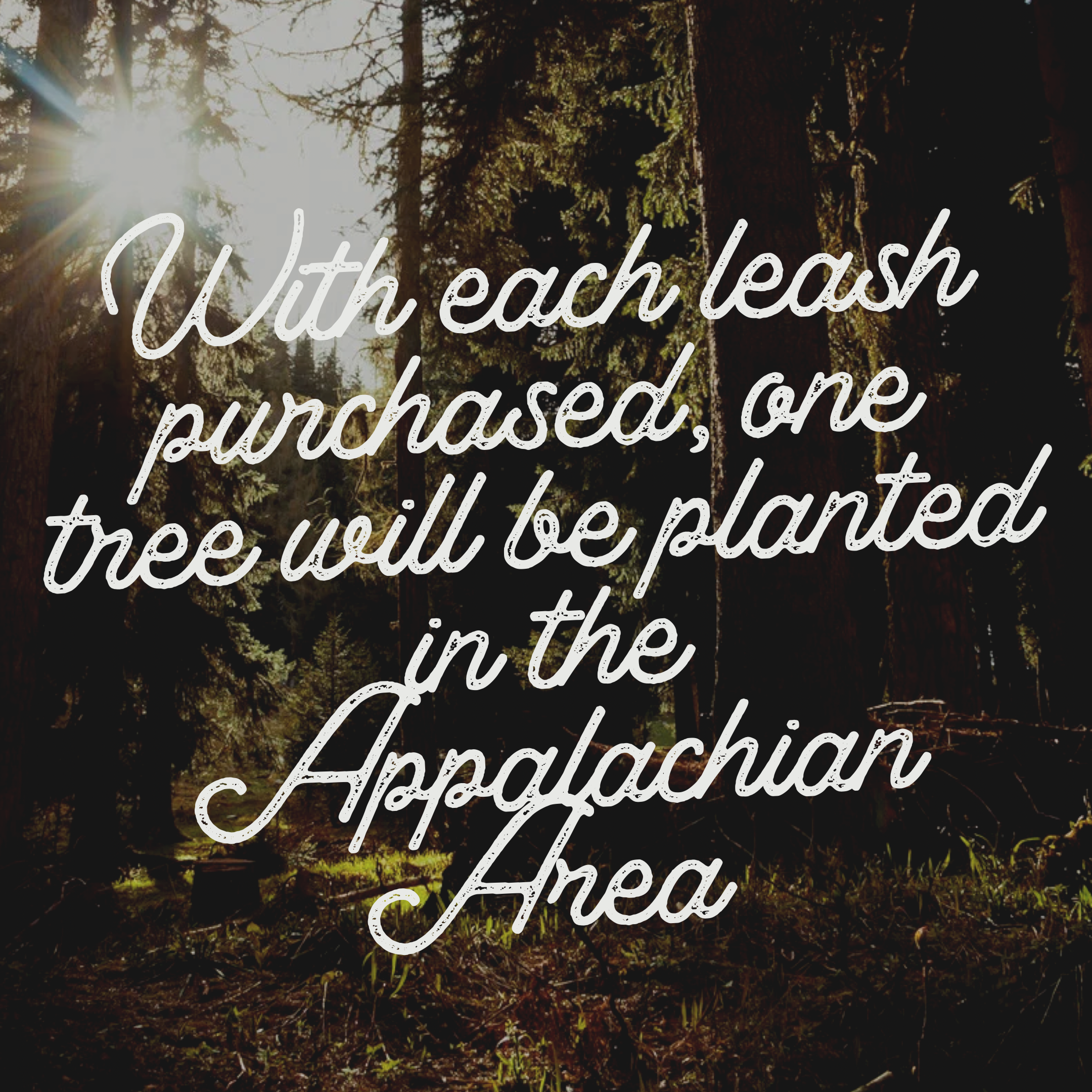 Powder Pink Leash: 4 Feet / Solid / 3/8 Inch