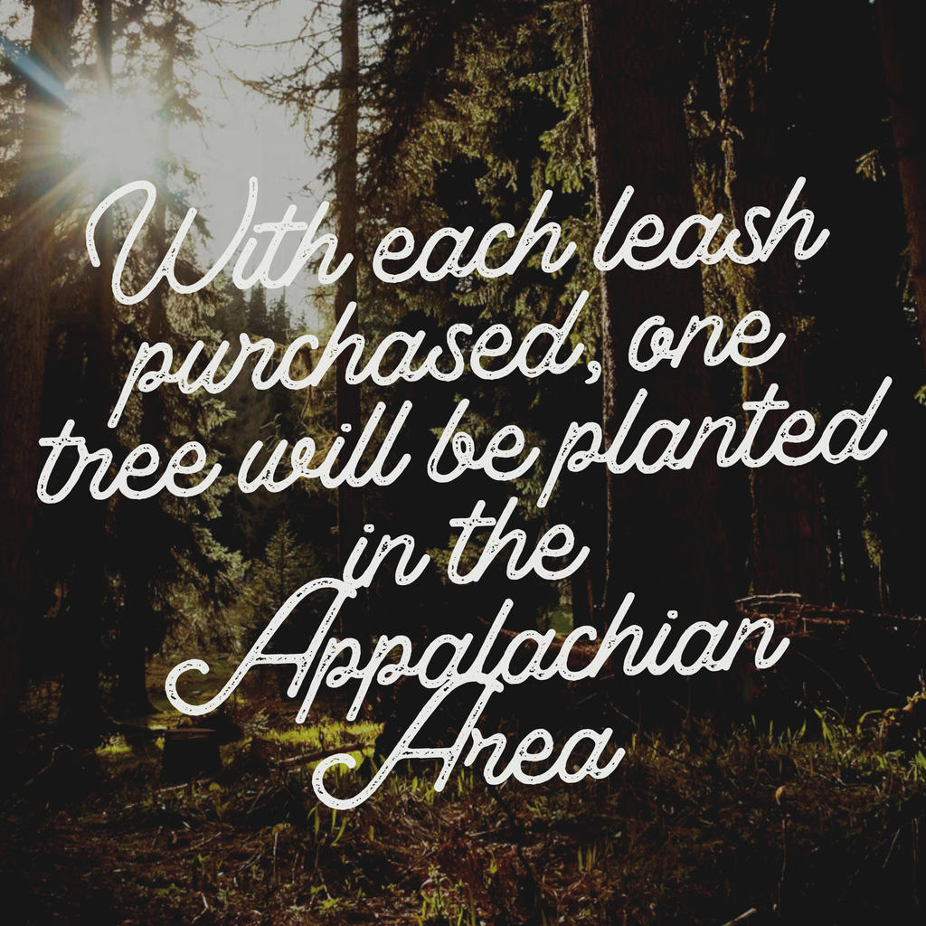 Powder Pink Leash: 4 Feet / Solid / 1/4 Inch