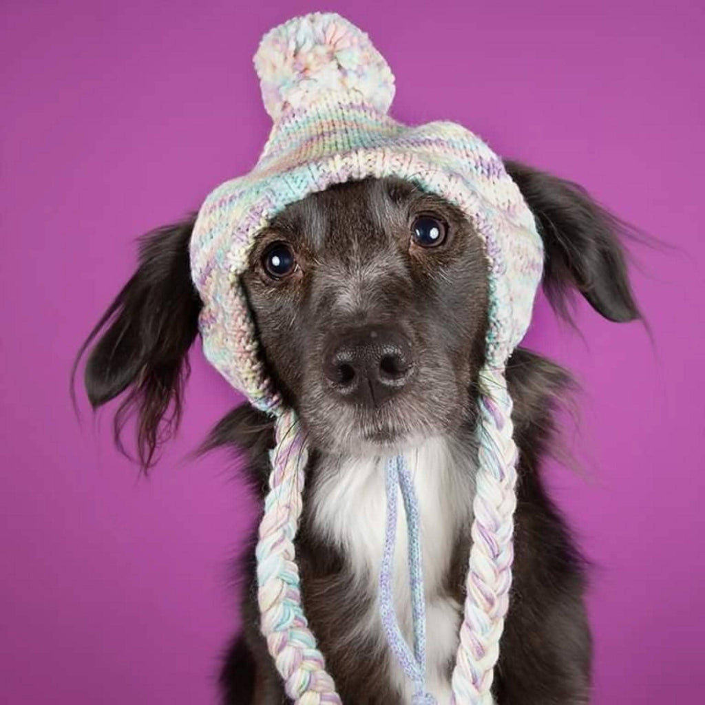 Knit Pom Pom Dog Beanie Hat - Pastel Icing: L (45-100lbs/20-50kg)