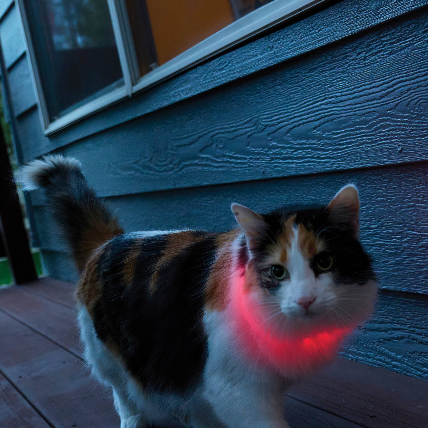 Nite Ize NiteMeow Rechargeable LED Safety Necklace Disc-O