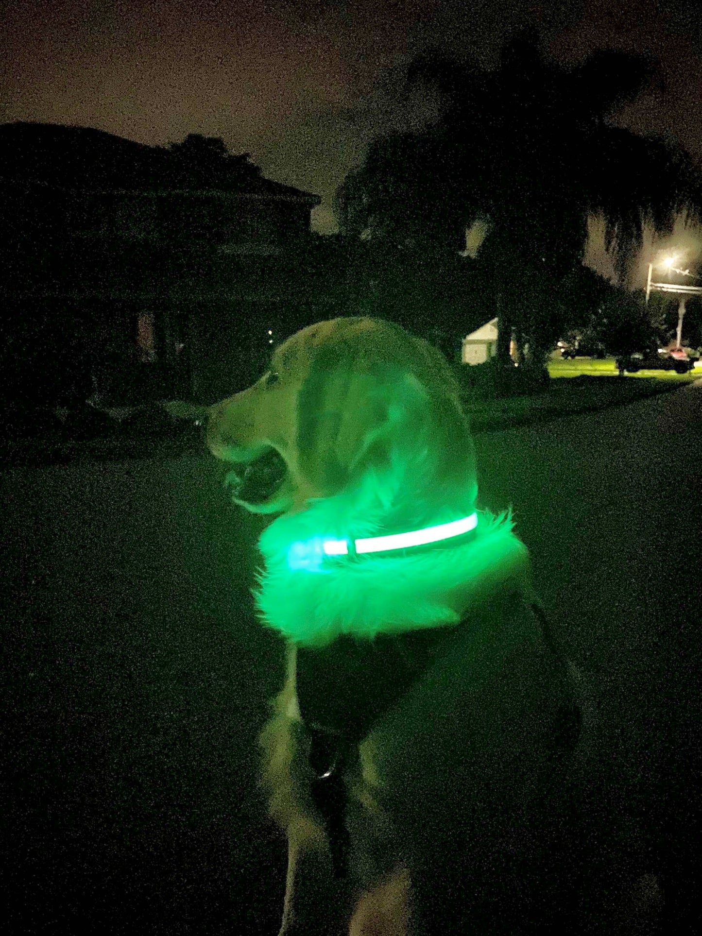 LED Dog Collar: Blue / Small