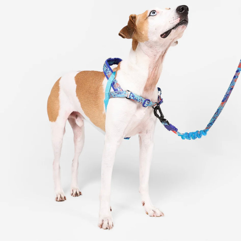 Error #404 | SofterWalk Harness