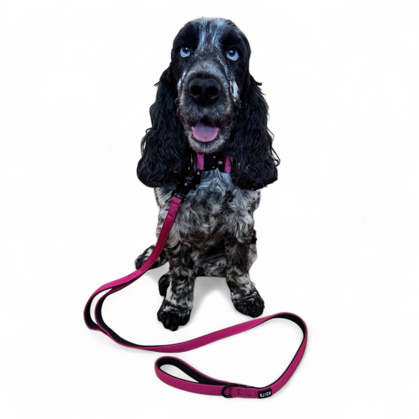 Blue Tactical Style Dog Collar: Large 1.5" x 18"-26"