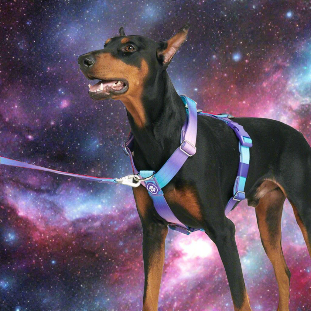 Comfort Control No-Pull Dog Harness - 90s Retro