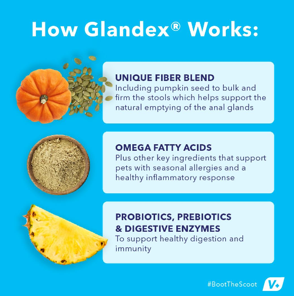 Glandex Anal Gland Support Soft Chews Peanut Butter 60ct