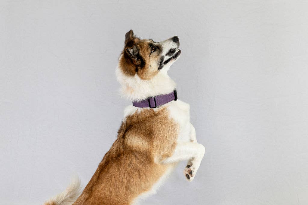 Smaller Size - Purple Dual-Handle 4 ft Dog Leash