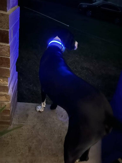 LED Dog Collar: Green