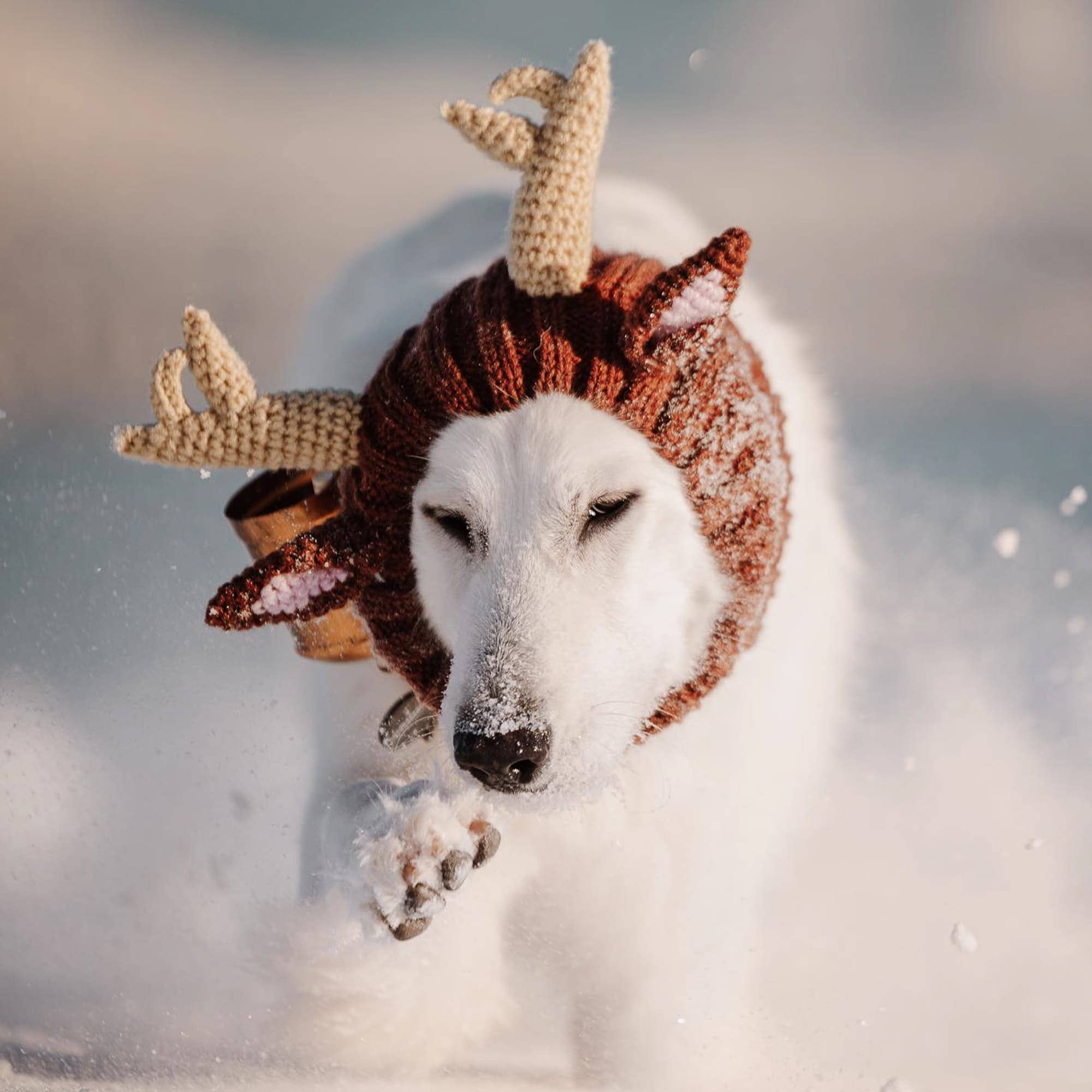 Reindeer Dog Snood