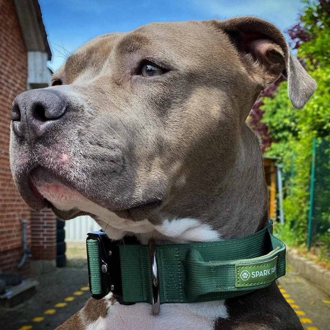 Tactical Dog Collar - Army Green (2"/5cm): S