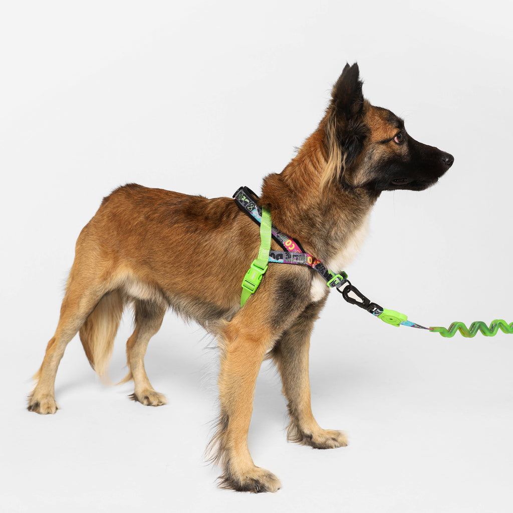 Manifesto | SofterWalk Harness