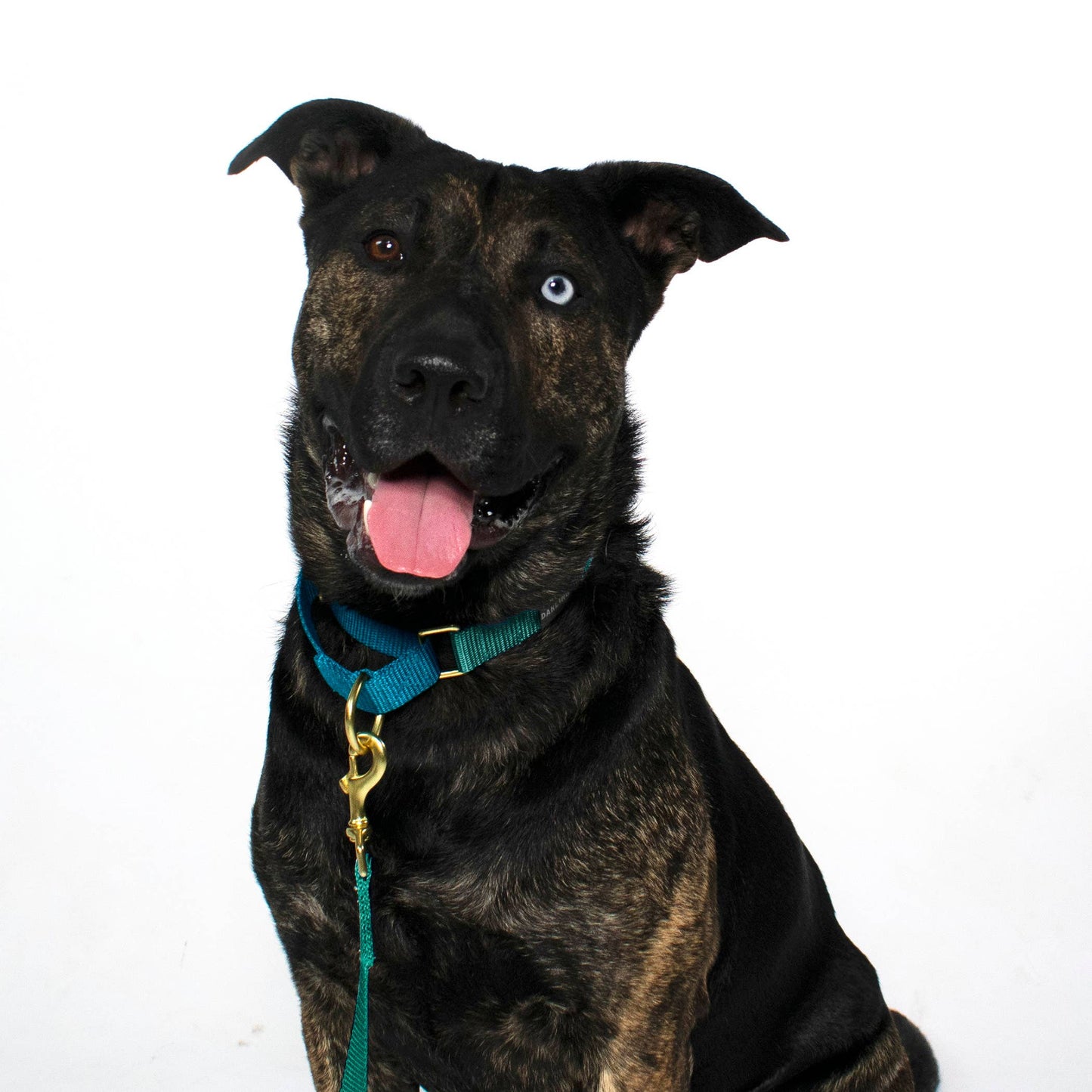 Teal with Bluebell Martingale Collar