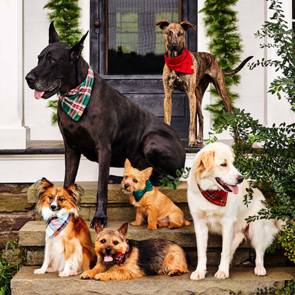 Forest Green Velvet Holiday Dog Bow Tie