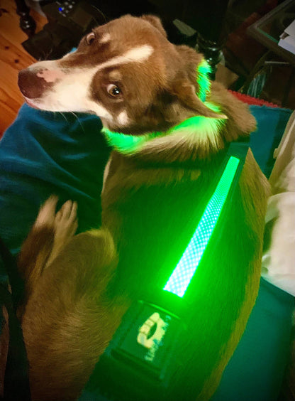 Light Up LED Dog Leash: Green